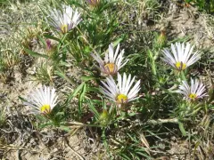 Largeflower Ground-Daisy thumbnail 4