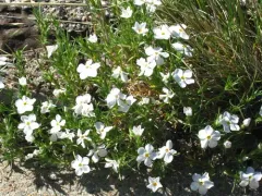 prairie phlox thumbnail 3