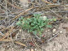 Big Horn Fleabane thumbnail 2