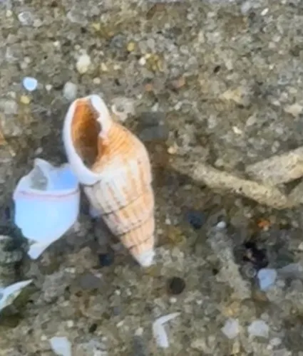 Well-ribbed Dove Snail