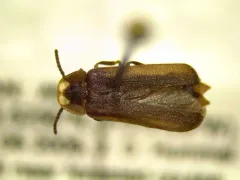 Phausis rhombica thumbnail 2