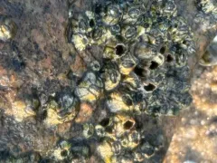 Fragile Barnacle thumbnail 2