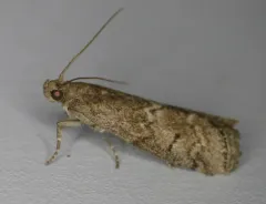 Elm Leaftier Moth thumbnail 2
