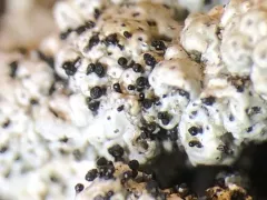 Sphinctrina turbinata thumbnail 4