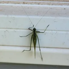 Treetop Bush Katydid thumbnail 2