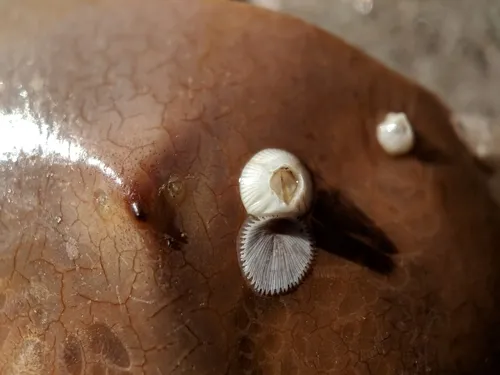 Amphibalanus venustus
