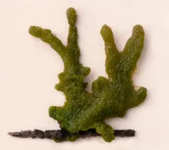 Lake Sponge thumbnail 4