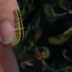 Zebra Caterpillar Moth thumbnail 2