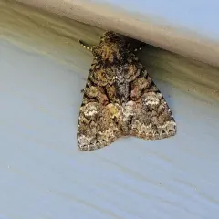 Wandering Brocade Moth thumbnail 3
