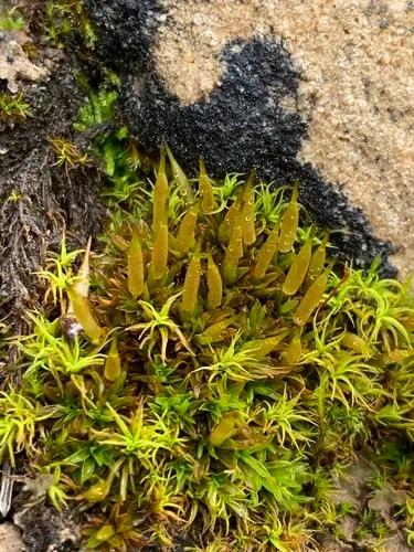 Alpine Extinguisher-moss