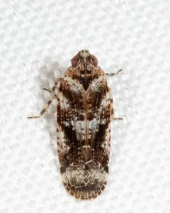 Catonia cinctifrons thumbnail 3