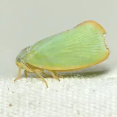 Ormenoides venusta thumbnail 2