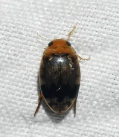 Laccophilus fasciatus thumbnail 3