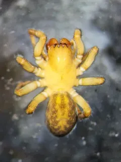 Cybaeopsis wabritaska thumbnail 2