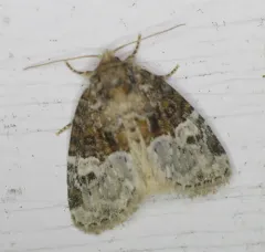 Neoligia crytora thumbnail 4