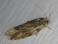 Boxelder Twig Borer Moth thumbnail 4