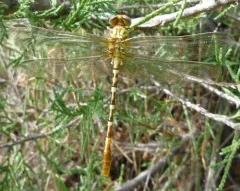 Eastern Ringtail thumbnail 4
