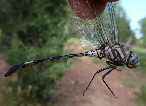Pale-faced Clubskimmer