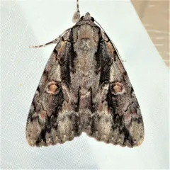 Mourning Underwing thumbnail 3