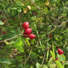 Dog-rose thumbnail 2