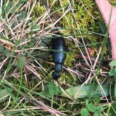 Meloe campanicollis thumbnail 3