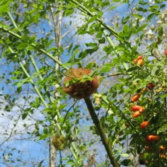 Mossy Rose Gall Wasp thumbnail 3