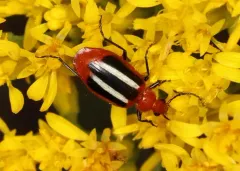 Lebia pectita thumbnail 1