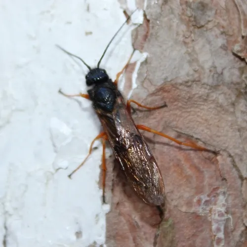 European Woodwasp