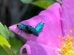 Anthaxia prasina thumbnail 4
