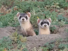 Black-footed Ferret thumbnail 3