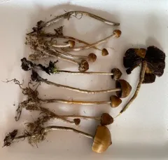 Psilocybe fuscofulva thumbnail 2