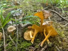 Yellow Foot thumbnail 3