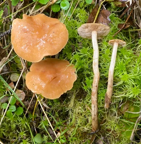Hebeloma syrjense