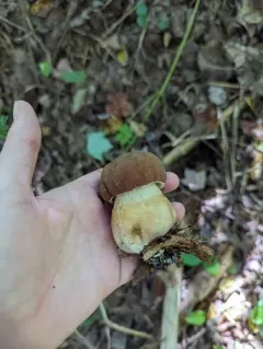 False King Bolete thumbnail 4