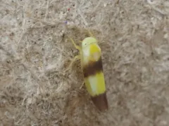 Alebra bicincta thumbnail 3