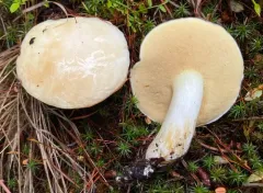 Suillus pallidiceps thumbnail 2