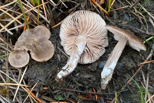 Entoloma fuscotomentosum