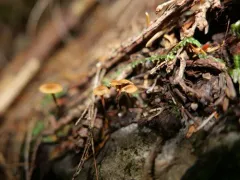 Xeromphalina cirris thumbnail 3