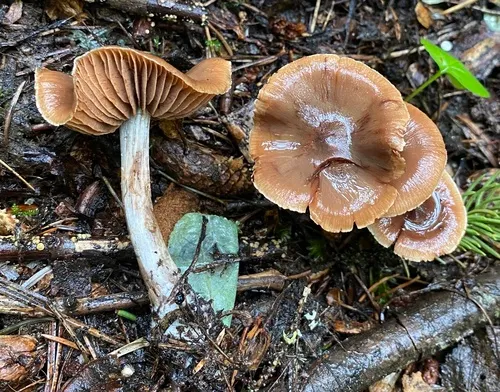 Cortinarius anisatus