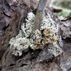 American Starburst Lichen thumbnail 3