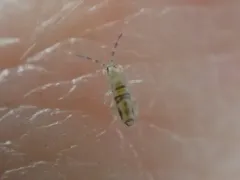 Entomobrya washingtonia thumbnail 1