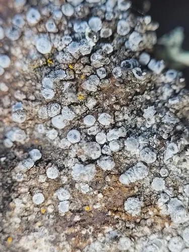 Myriolecis carlottiana