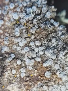 Myriolecis carlottiana thumbnail 1