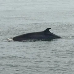 Common Minke Whale thumbnail 4