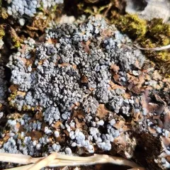 Blue Blister Lichen thumbnail 3
