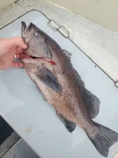 Dark Dusky Rockfish thumbnail 1