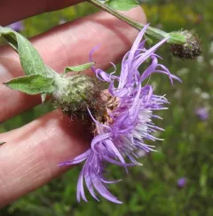 Tyrol knapweed thumbnail 4