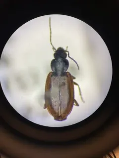 Agonum limbatum thumbnail 2
