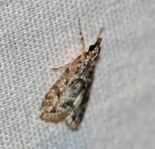 McDunnough's Eudonia