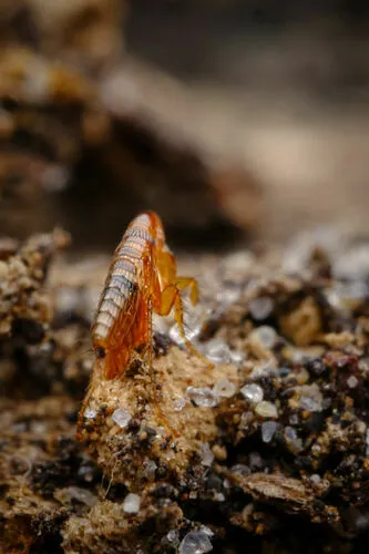 Northern Rat Flea